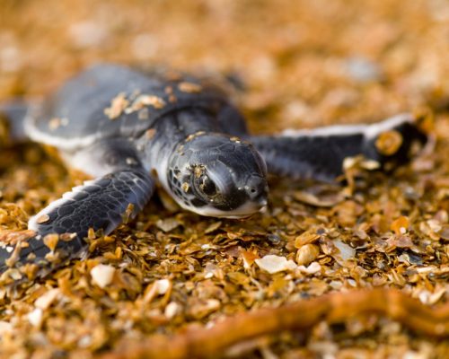 green-sea-turtle-guyana