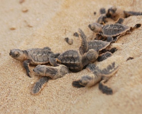 hawksbill-hatchlings-nicolas-pilcher
