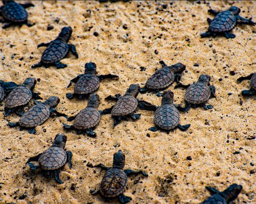 hawksbill-sea-turtle-babies-hawaii-wildlife-fund-17